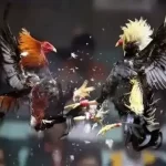 Thomo Cockfighting